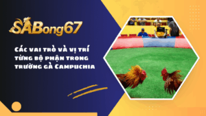 Vai trò của từng vị trí trong trường gà Campuchia có thể bạn chưa biết
