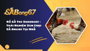 Đá Gà Tre Sabong67 - Trải Nghiệm Xem Chọi Gà Online Tại Nhà