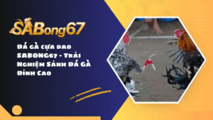 Đá gà cựa dao SABONG67 - Trải Nghiệm Sảnh Đá Gà Đỉnh Cao