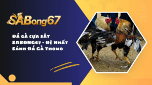 Đá gà cựa sắt SABONG67 - Đệ Nhất Sảnh Đá Gà Thomo 2025
