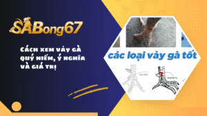 Cách xem vảy gà quý hiếm, ý nghĩa và giá trị