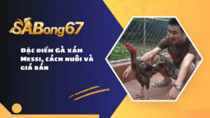 Đặc điểm Gà xám Messi, cách nuôi và giá bán