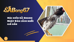 Đặc điểm Gà Shamo Nhật Bản cách nuôi giá bán