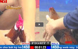 TRẬN 7 CPC1 31 3 2025 ANH TRÍ GÀ TRE vs ANH CƯỜNG ĐỒNG NAI