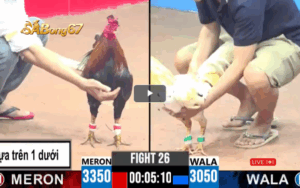 TRẬN 26 CPC3 27/05/2025