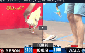 Trận 26 : Anh Sỹ Bình Dương vs anh Tính Gaking . Trạng gà 3100 – 3100 . Đồng xổ 100 triệu