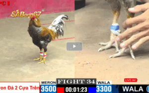 TRẬN 34 CPC1 27/05/2025 : ANH BÉ VS ANH BI