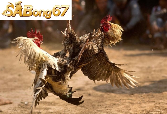 Đá gà đòn SABONG67 (2)