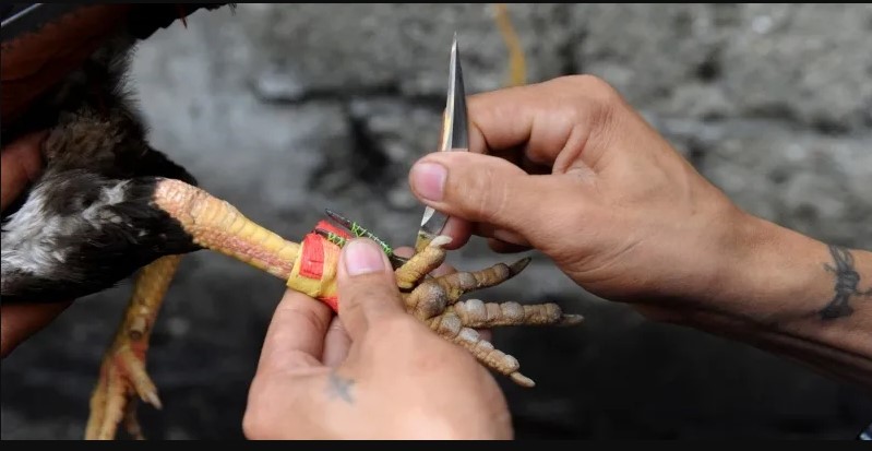 Tìm hiểu về sảnh đá gà cựa dao SABONG67