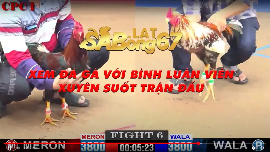 Lịch sử môn đá gà trực tuyến