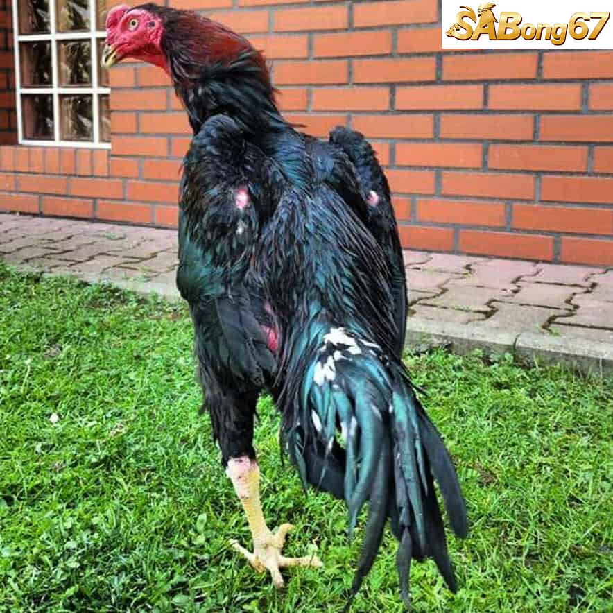 Đặc điểm nổi bật của gà Shamo