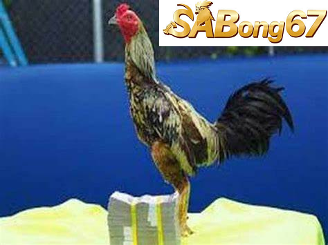 Đặc điểm nổi bật của gà xám Messi