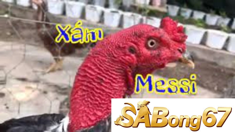Có nên đầu tư gà xám Messi?