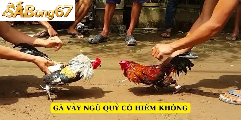 Vảy gà ngủ quỷ có hiếm không?