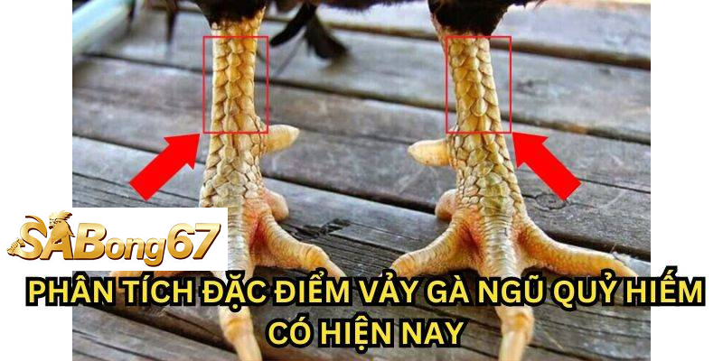 Cách phân biệt vảy gà ngũ quỷ thật và vảy giả