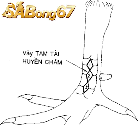 Ý nghĩa và tác dụng của vảy gà quý hiếm