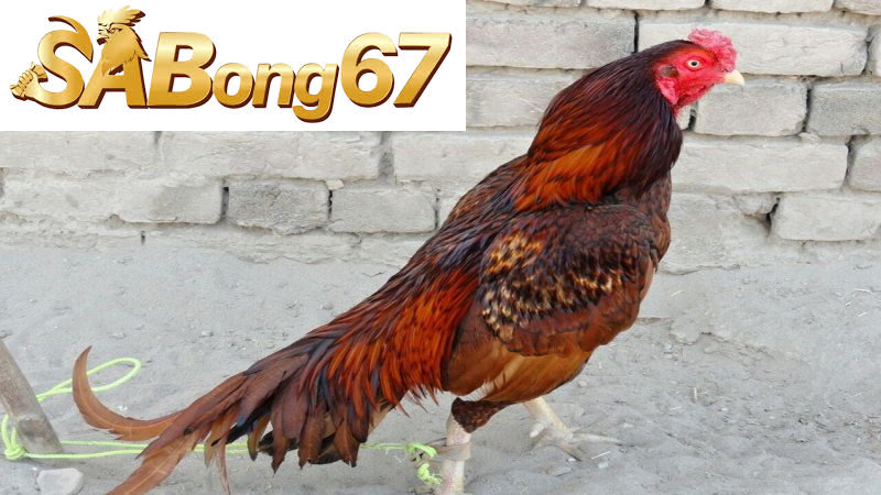 Đá gà cựa sắt bằng gà Asil, gốc Ấn Độ
