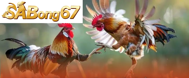 Giới thiệu đá gà trực tiếp C3 SABONG67