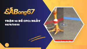 TRẬN 10 BỒ CPC5 NGÀY 14/6/2025