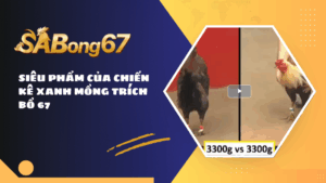 SIÊU PHẨM CỦA CHIẾN KÊ XANH MỒNG TRÍCH BỒ 67