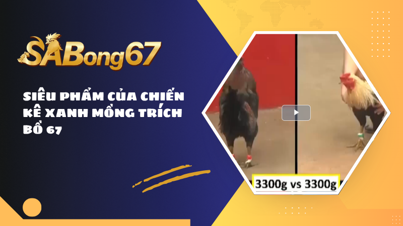 SIÊU PHẨM CỦA CHIẾN KÊ XANH MỒNG TRÍCH BỒ 67